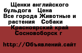 Щенки английского бульдога › Цена ­ 40 000 - Все города Животные и растения » Собаки   . Красноярский край,Сосновоборск г.